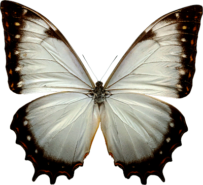 Morpho Theseus Juturna Dorsal Side