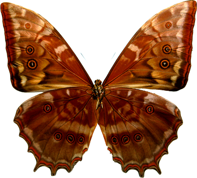 Morpho Theseus Juturna Ventral Side