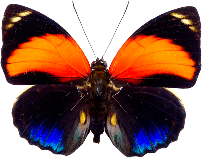 Agrias Pericles Dorsal Side