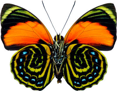 Agrias Pericles Ventral Side