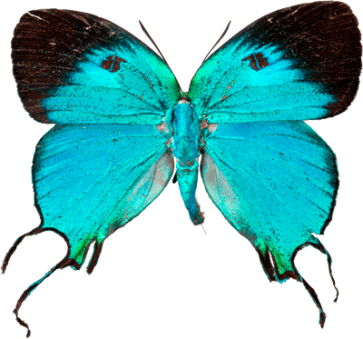 Arcas Imperialis Dorsal Side