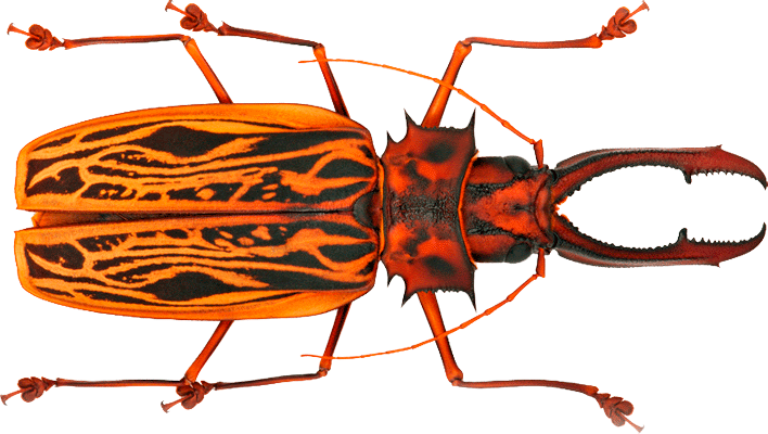 Macrodontia Cervicornis