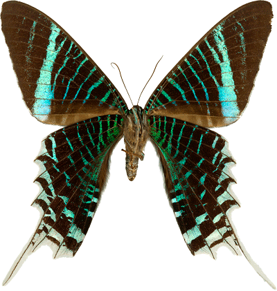 Urania Leilus Linnaeus Ventral Side