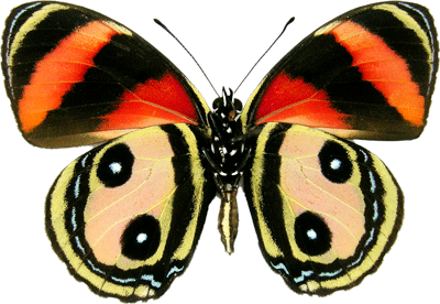 Callicore Pitheas Ventral Side