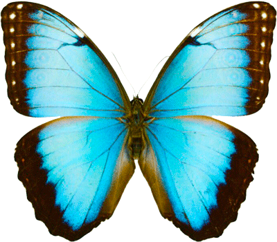 Morpho Helenor Cramer Dorsal Side